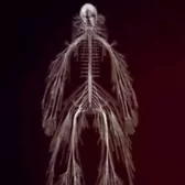 Neils любимое